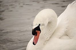 天鵝,鳥(niǎo),水