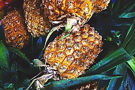 植物,水果,菠蘿