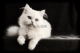 貓,哺乳動物,可愛
