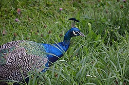 孔雀,鳥,動(dòng)物園