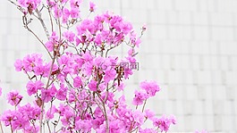 映山紅,粉紅色,大自然