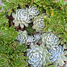 多肉植物,花,植物