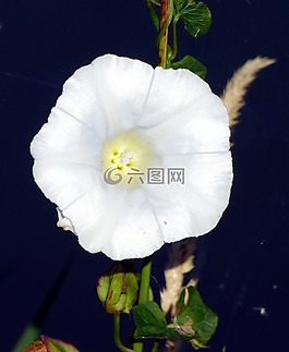 花,野生,旋花