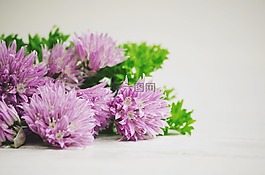 韭菜,吃,食品