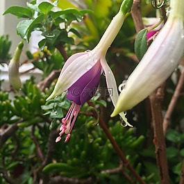 倒掛金鐘,花,紫色