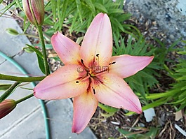 花,百合,開花