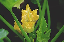 夏南瓜,吃,食品