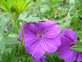 花,紫色,盛開