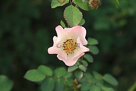 月季,粉色,花
