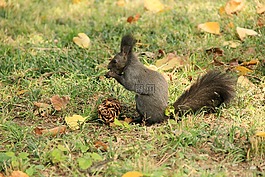松鼠,動物,松果