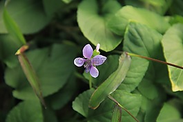 植物,紫色,花朵