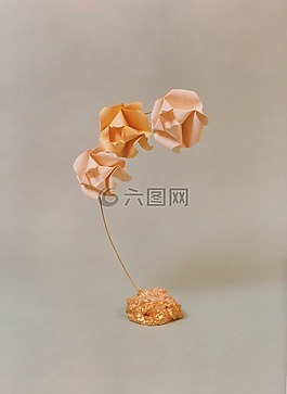 支,玫瑰,鮮花