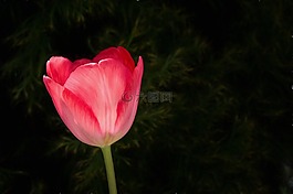 繪畫,圖像,郁金香