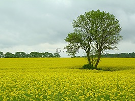 油菜籽场,树,春天