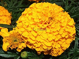 万寿菊,花,草甸