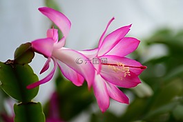 圣誕仙人掌,復(fù)活節(jié)仙人掌,房子仙人掌