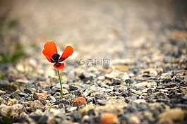 罌粟,花,紅罌粟