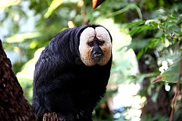猴子,動(dòng)物園,動(dòng)物