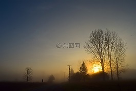日出,霧,樹