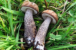 蘑菇,樺木蘑菇,蘑菇采摘