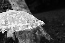 梧桐,傘,夏天