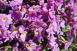 春,鲜花,月见草