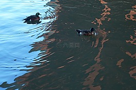 反思,鸭子,墨尔本市