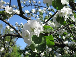 蘋果樹,鮮花,蘋果棵開花的樹