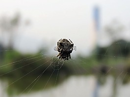 蜘蛛,蜘蛛網(wǎng),蜘蛛絲