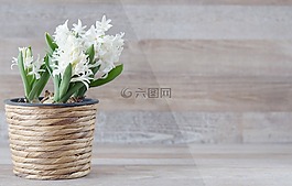 风信子,花,鲜花