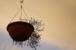 死亡,干了,植物