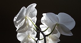 蘭花,花,開(kāi)花