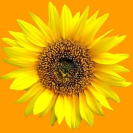 太陽花,向日葵,夏季