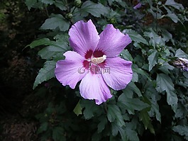 花,紫,粉紅色的花