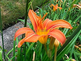 植物,花,光明