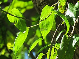 植物,葉子,光