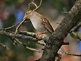 鳥,野生動物,樹