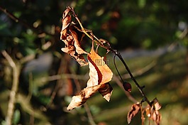 葉子,性質,秋