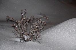 雪,弗羅斯特,水晶