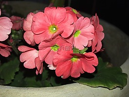 春,朵紅色的花,紅色