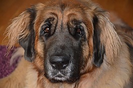 狗,leonberger,美丽