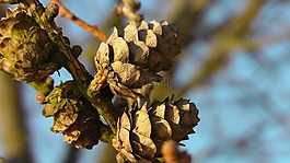 松果,性質(zhì),派恩溫室