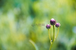 花,自然,春