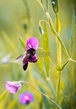 草,蜜蜂,自然