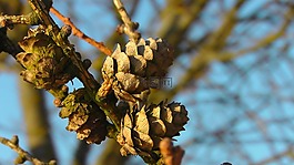 松果,性質(zhì),樹