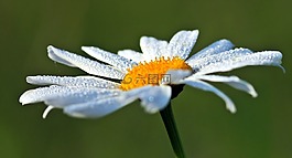 廠,性質(zhì),活