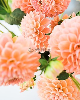 大麗花,花朵,鮮花