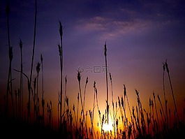 日落,剪影,東