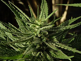 大麻,花,芽