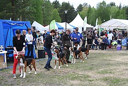展覽,夏天,狗